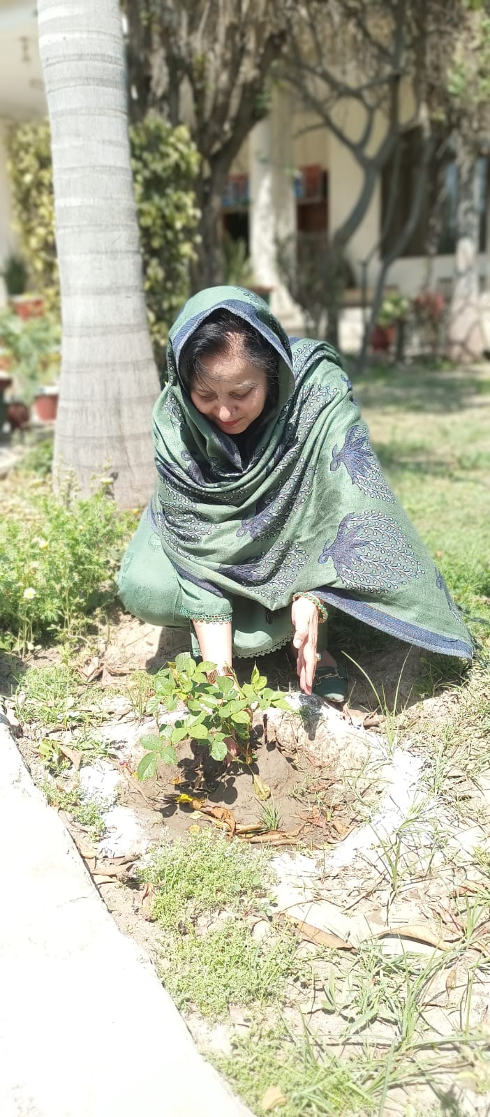 tree Plantation Compaign 